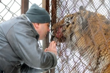 Тигру Жорику в Хабаровском центре "Утёс" сделали очередную операцию